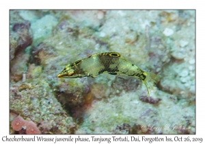 Checkerboard Wrasse