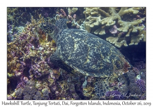 Hawksbill Turtle