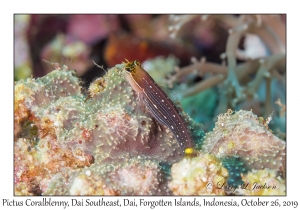 Pictus Coralblenny