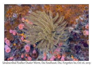 Undescribed Feather Duster Worm