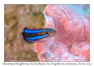 Bluestriped Fangblenny