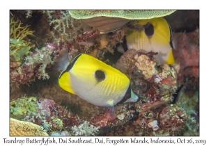 Teardrop Butterflyfish