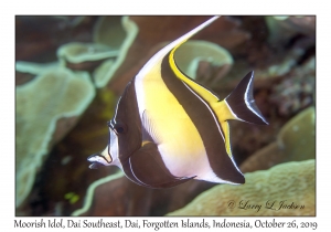 Moorish Idol