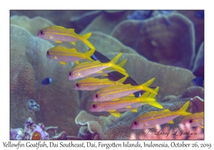 Yellowfin Goatfish