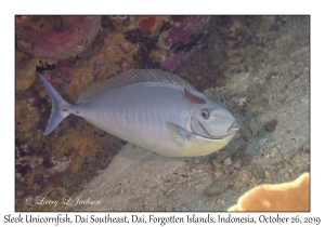 Sleek Unicornfish