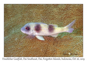 Doublebar Goatfish