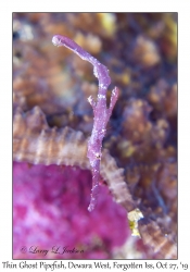 Thin Ghost Pipefish