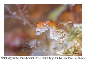 Pontoh's Pygmy Seahorse