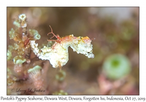 Pontoh's Pygmy Seahorse