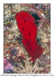 Unknown Sponge