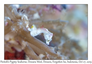 Pontoh's Pygmy Seahorse