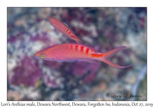 Lori's Anthias male