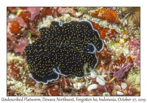 Undescribed Flatworm