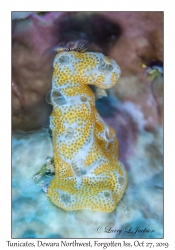 Tunicates