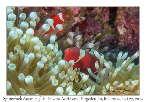 Spinecheek Anemonefish