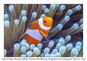 False Clown Anemonefish