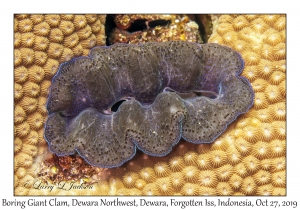 Boring Giant Clam