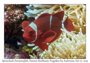 Spinecheek Anemonefish