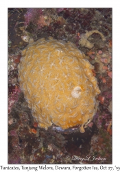 Tunicates