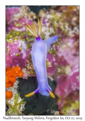 Nudibranch