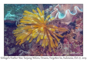 Schlegel's Feather Star