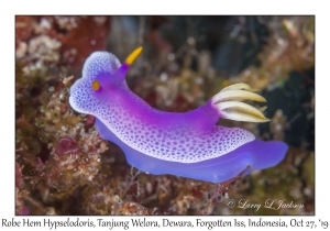 Robe Hem Hypselodoris