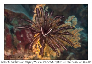 Bennett's Feather Star