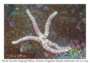 Warty Sea Star