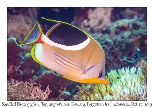 Saddled Butterflyfish