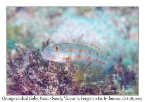 Orange-dashed Goby