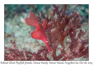 Robust Ghost Pipefish female