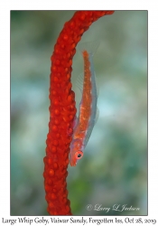 Large Whip Goby