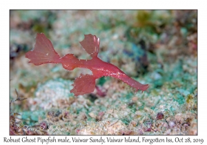 Robust Ghost Pipefish male