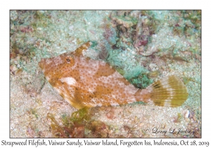 Strapweed Filefish