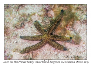 Luzon Sea Star