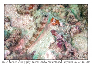 Broad-banded Shrimpgoby