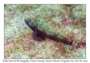 Wide-barred Shrimpgoby