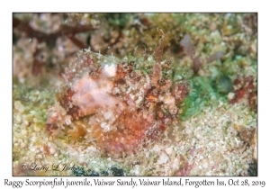 Raggy Scorpionfish