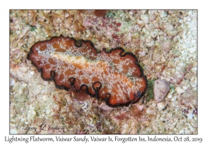 Lightning Flatworm