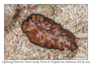 Lightning Flatworm