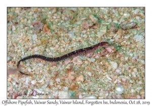 Offshore Pipefish