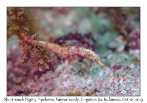 Shortpouch Pygmy Pipehorse