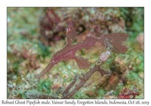 Robust Ghost Pipefish male