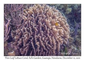 Thin Leaf Lettuce Coral