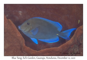 Blue Tang