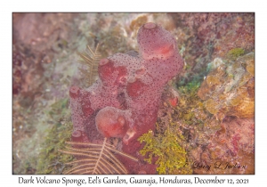 Dark Volcano Sponge