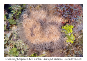 Encrusting Gorgonian