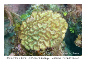 Boulder Brain Coral