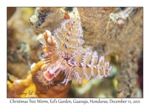 Christmas Tree Worm