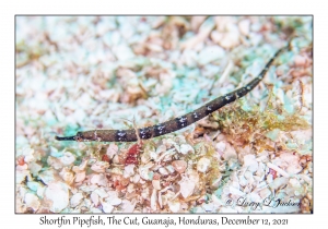 Shortfin Pipefish